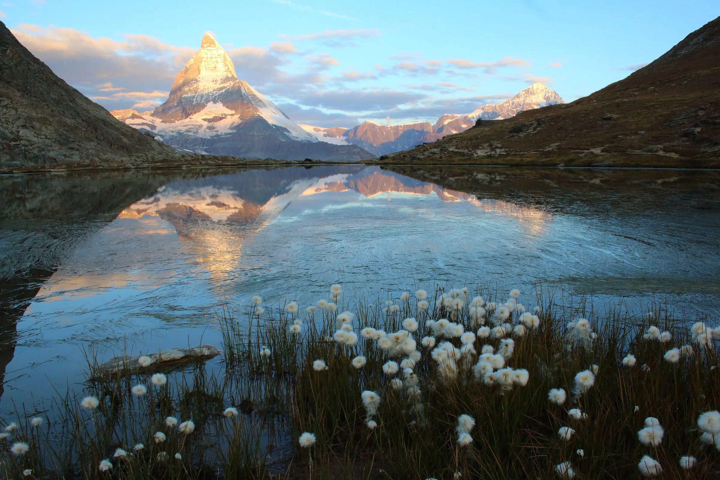 Matterhorn w pierwszym świetle odbity w jeziorze Riffelsee, wełnianka na pierwszym planie